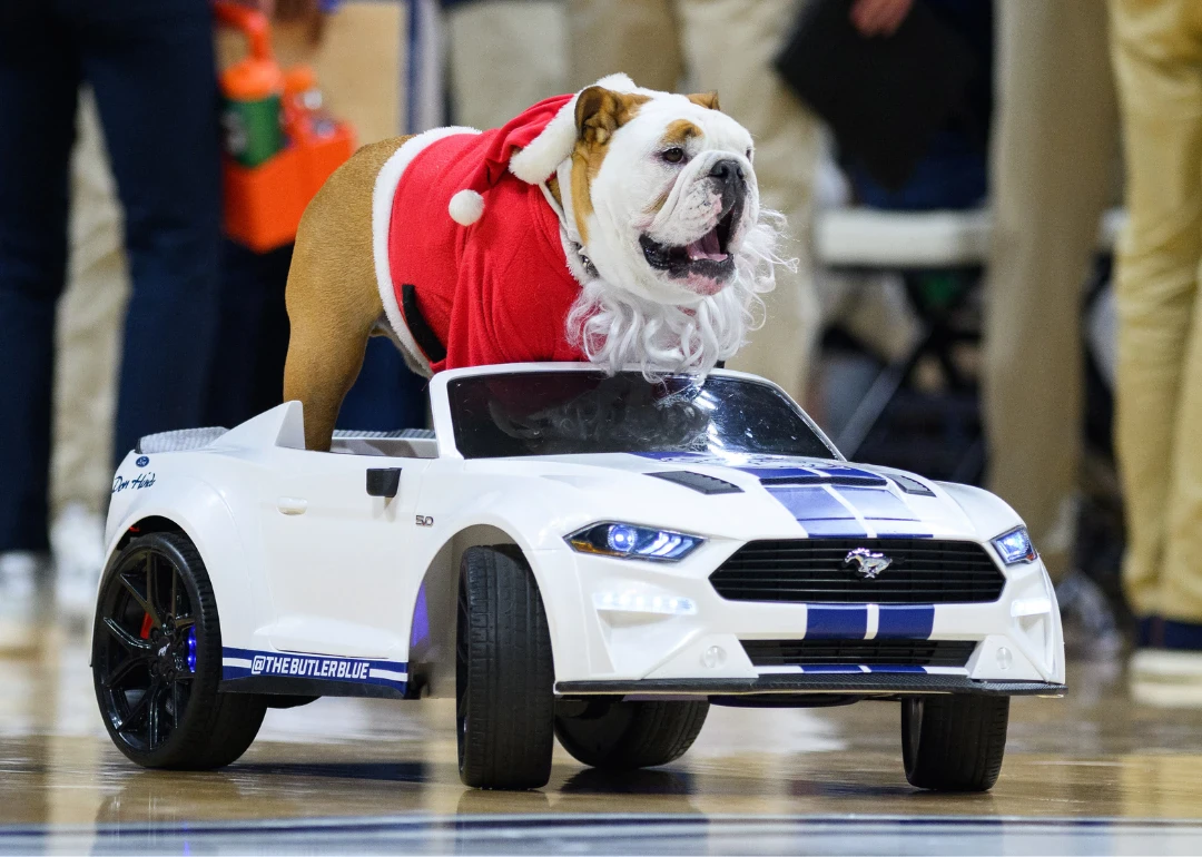 Butler mascot Blue IV rides in a car on the floor during a men's college basketball game.