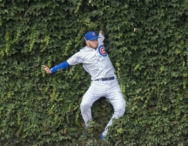 wrigley-field-ivy.jpg